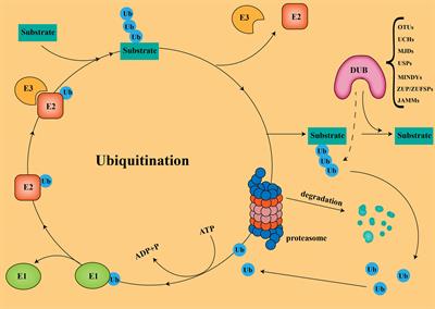 Role of ubiquitin specific proteases in the immune microenvironment of prostate cancer: A new direction